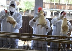 Bird Flu East of England