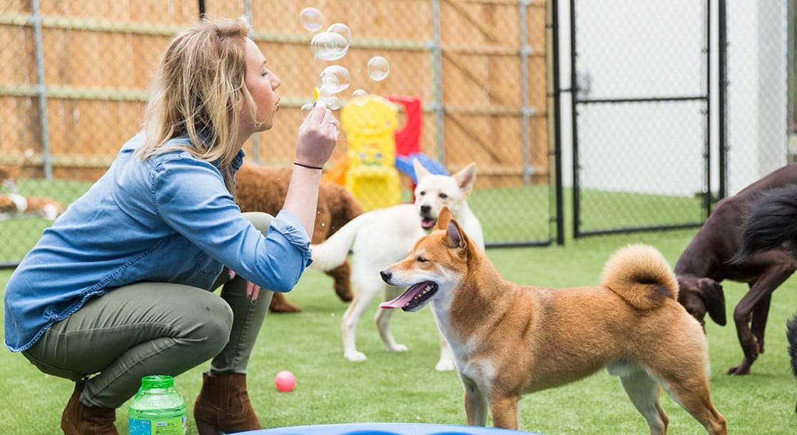 Play With Pets To Stay Active